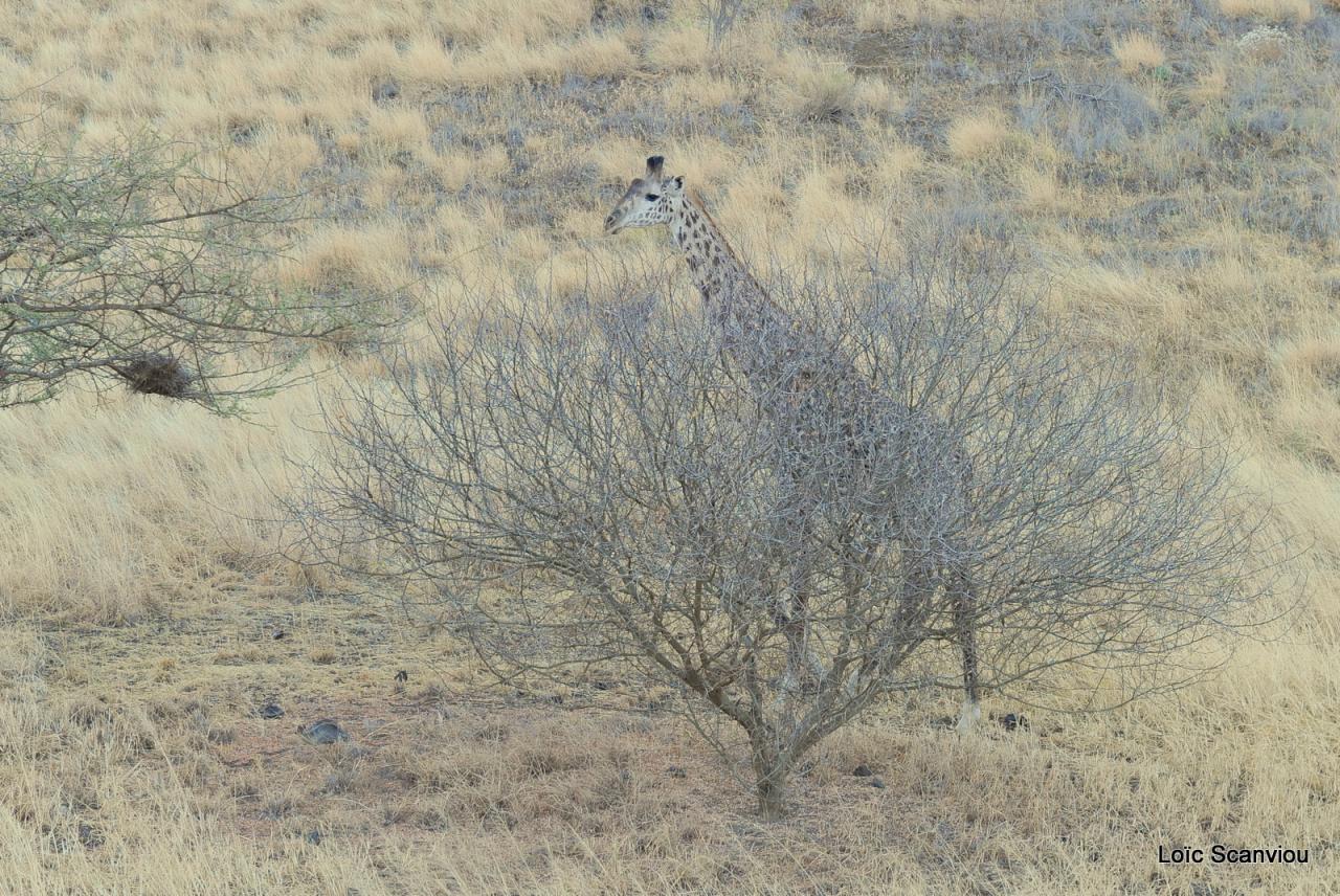 Girafe/Giraffe (24)