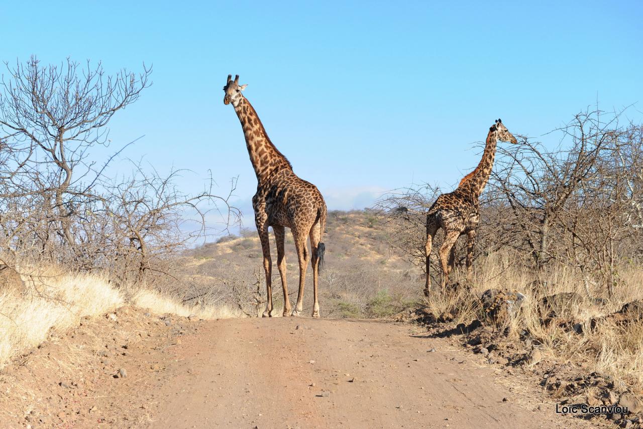 Girafe/Giraffe (25)