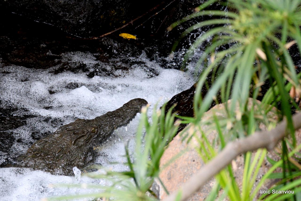 Crocodile (2)
