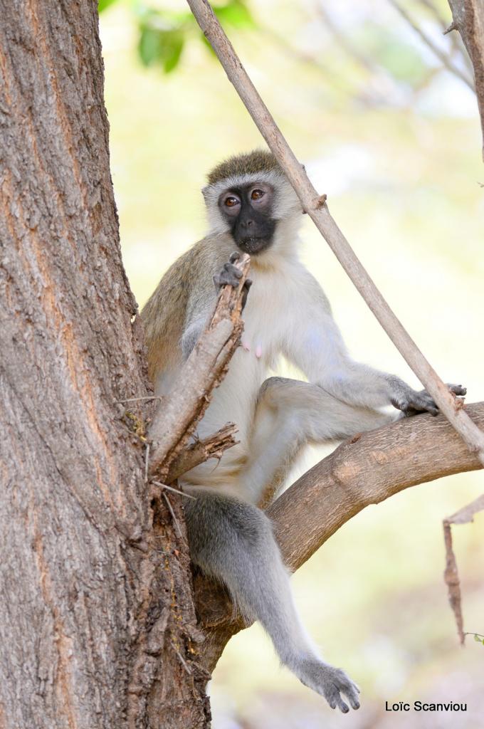 Vervet/Vervet monkey (1)