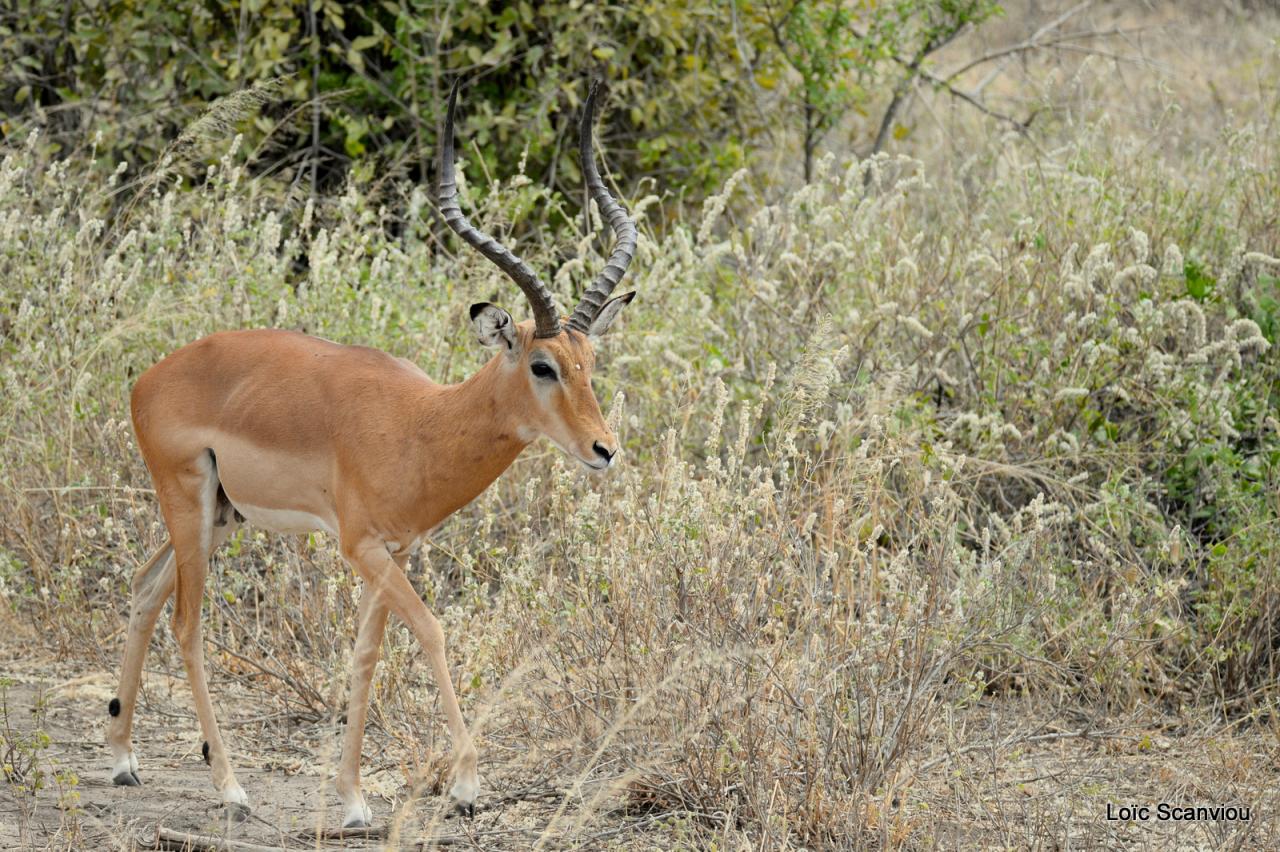 Impala (3)