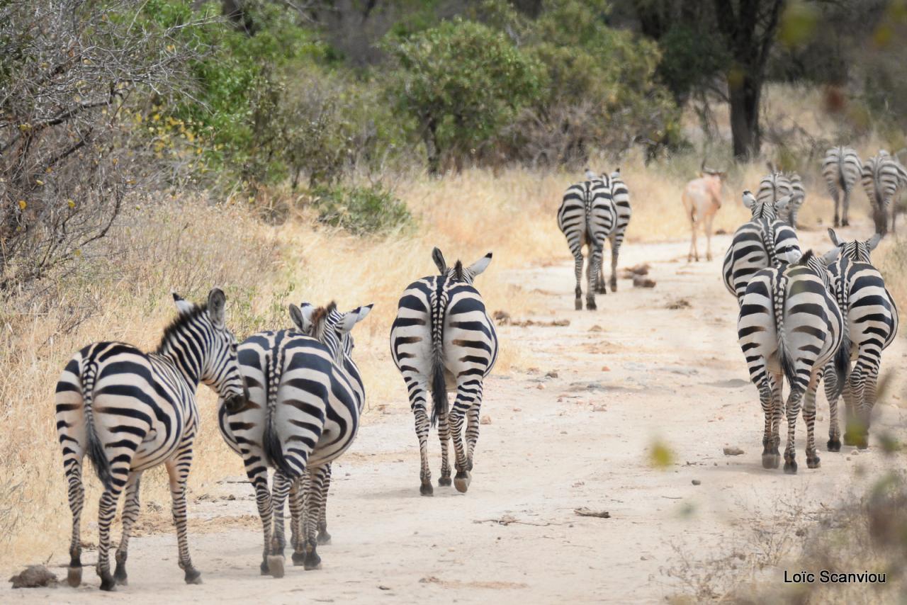 Zèbre/Zebra (8)