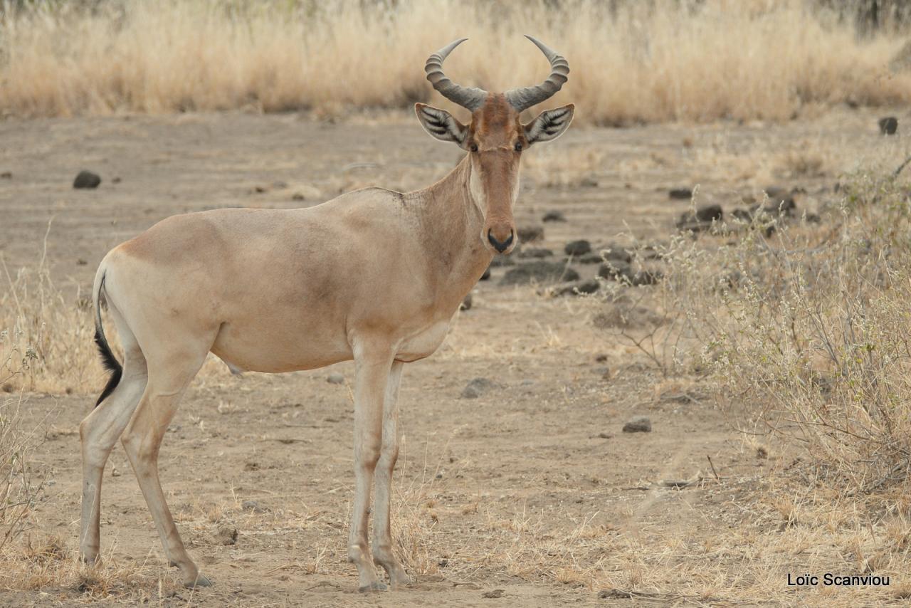 Bubale/Hartebeest (1)