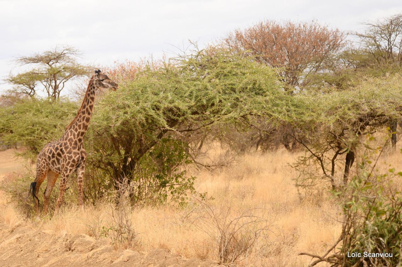 Girafe/Giraffe (4)