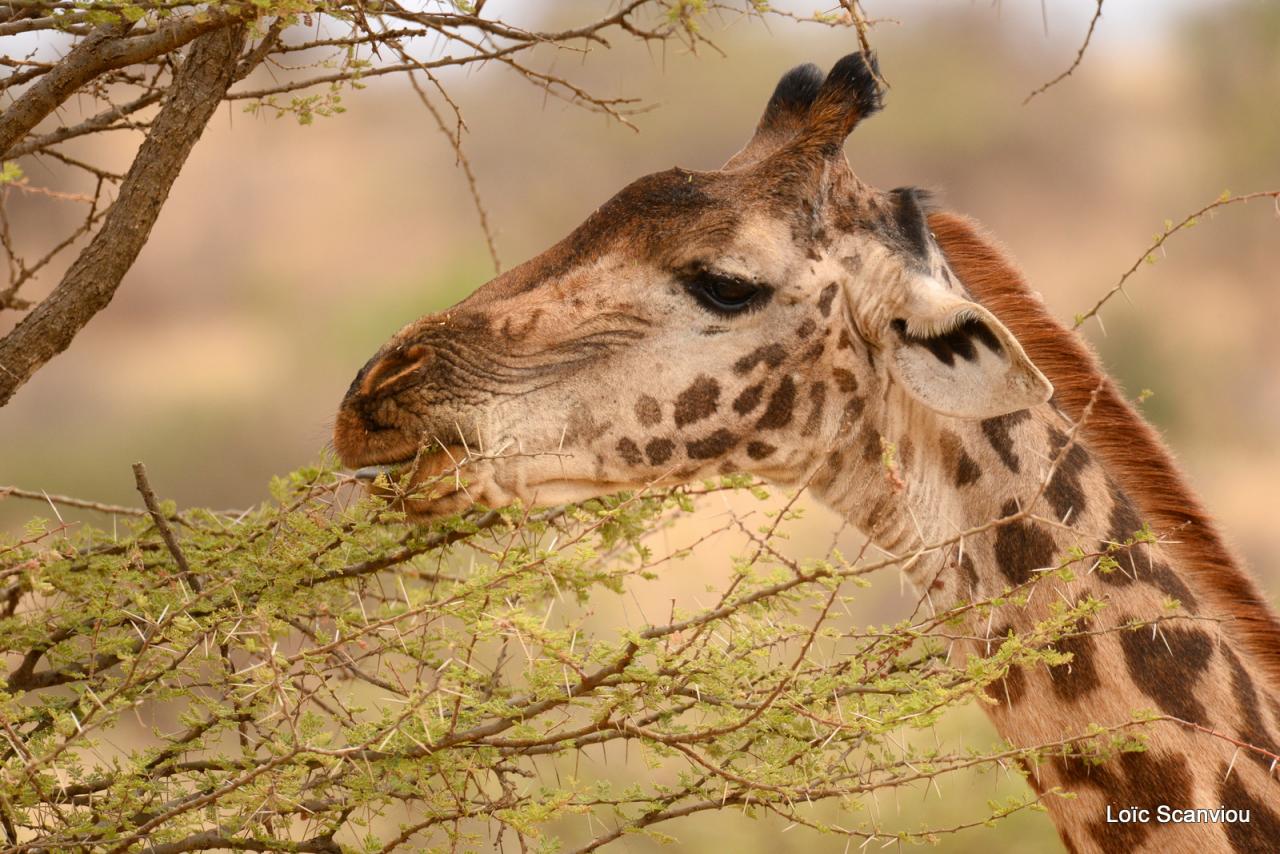 Girafe/Giraffe (5)