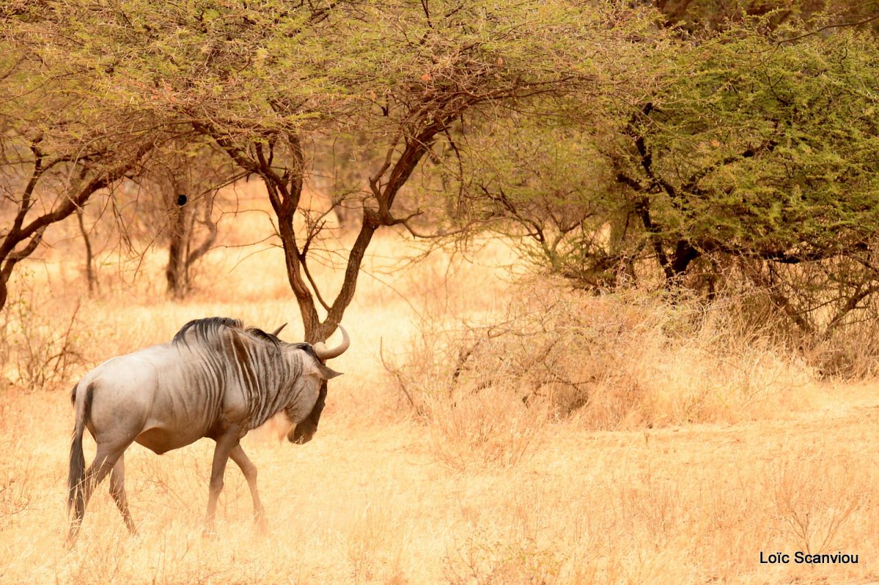 Gnou/Wildebeest (11)