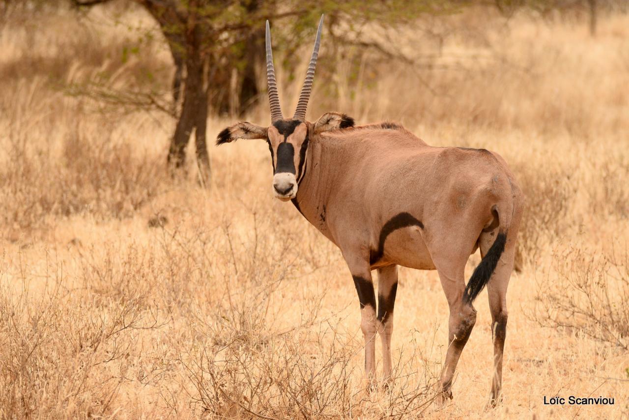 Oryx à oreilles frangées/Fringe-eared Oryx (1)
