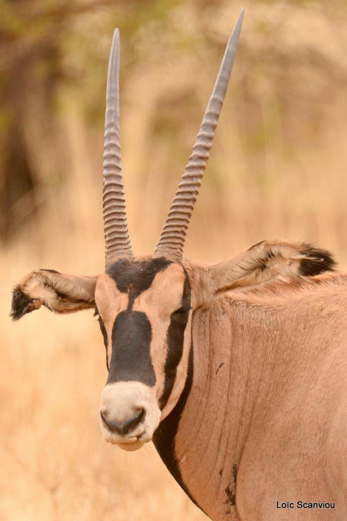 Oryx à oreilles frangées/Fringe-eared Oryx (2)