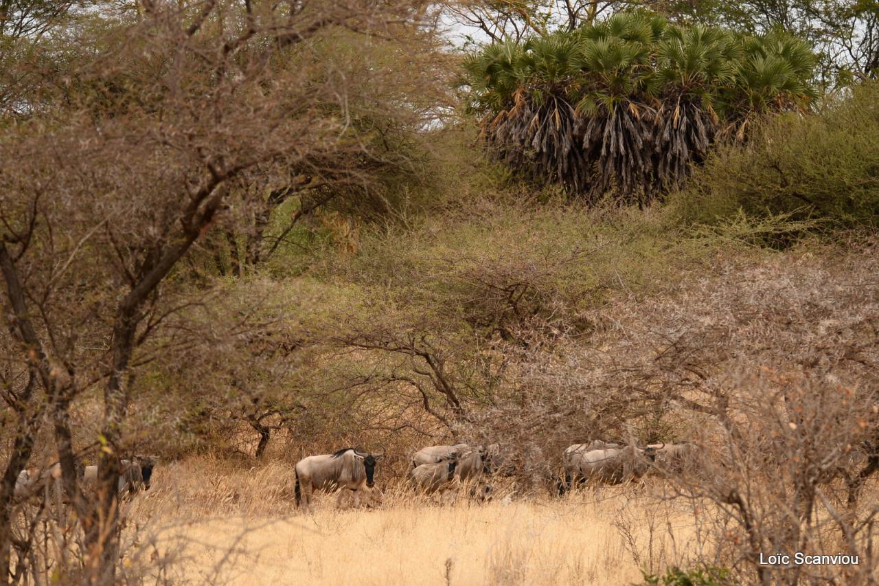 Gnou/Wildebeest (1)