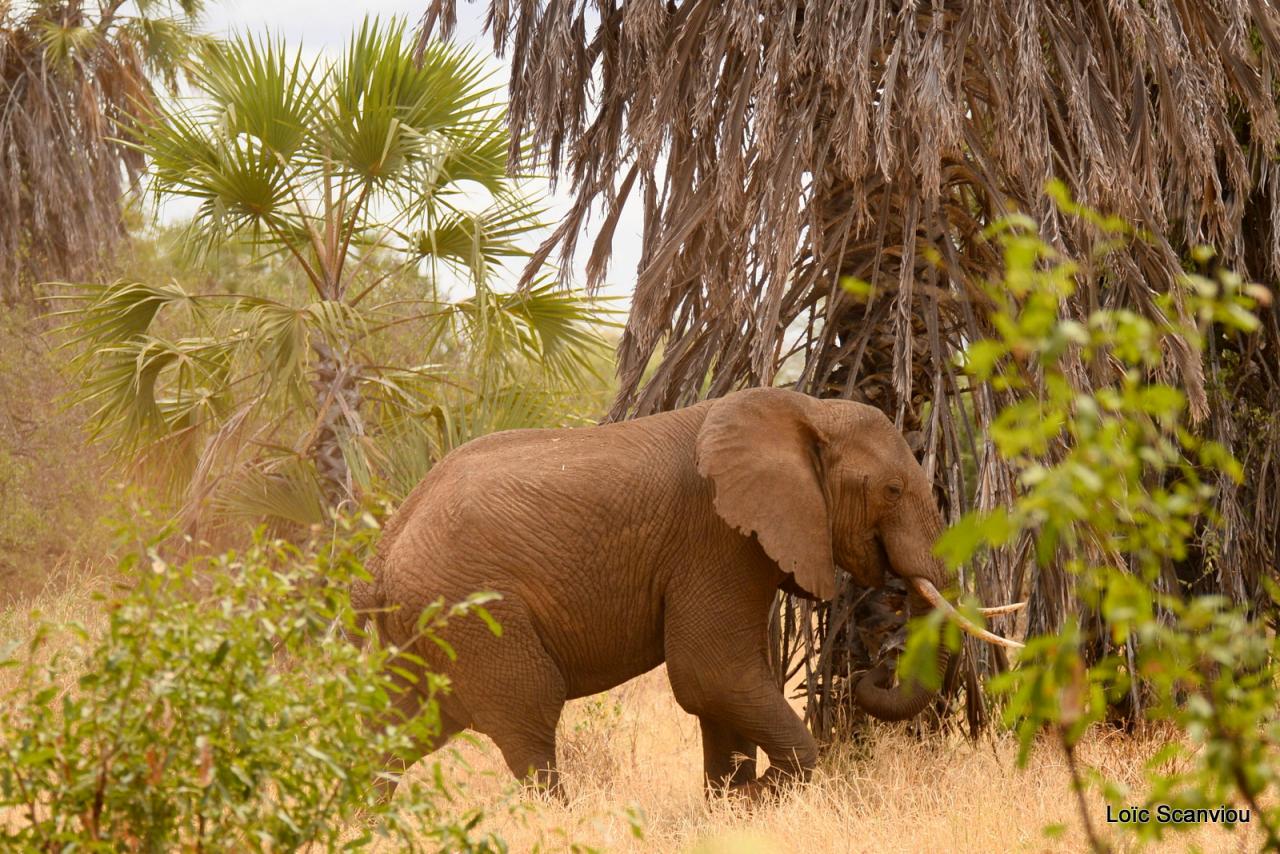 Eléphant (4)