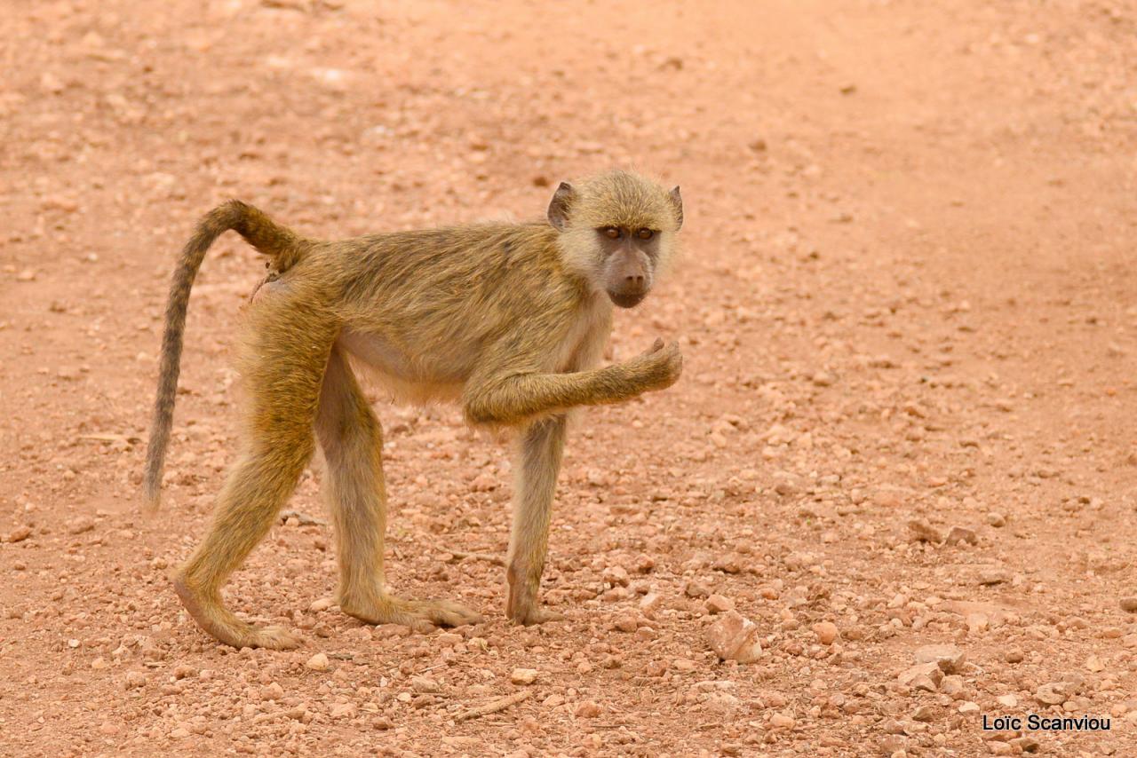 Babouin/Baboon (2)