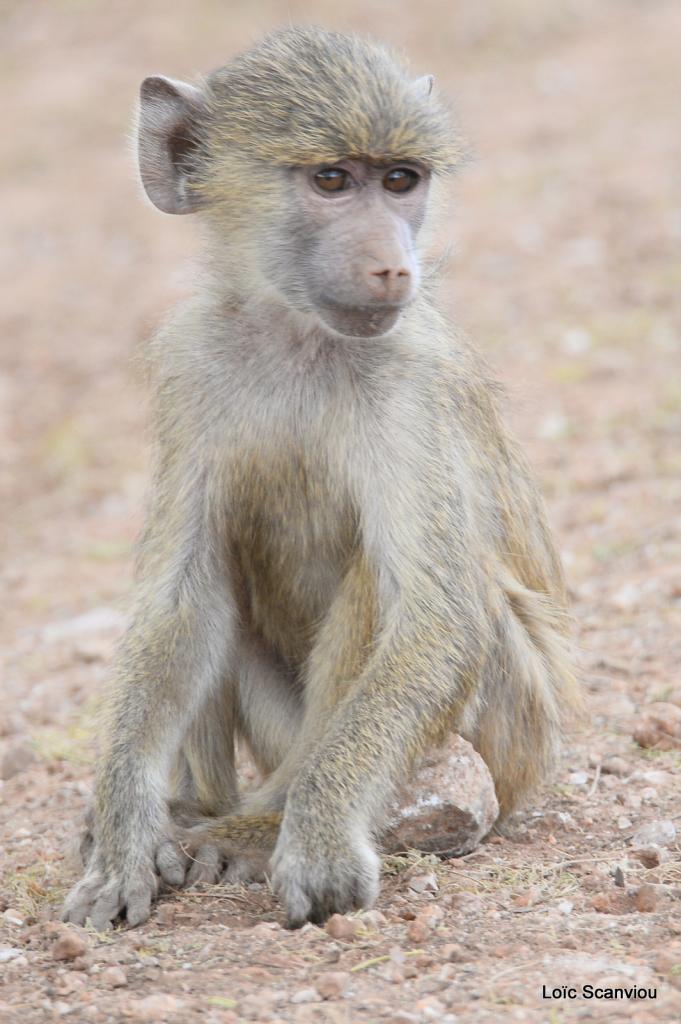 Babouin/Baboon (5)