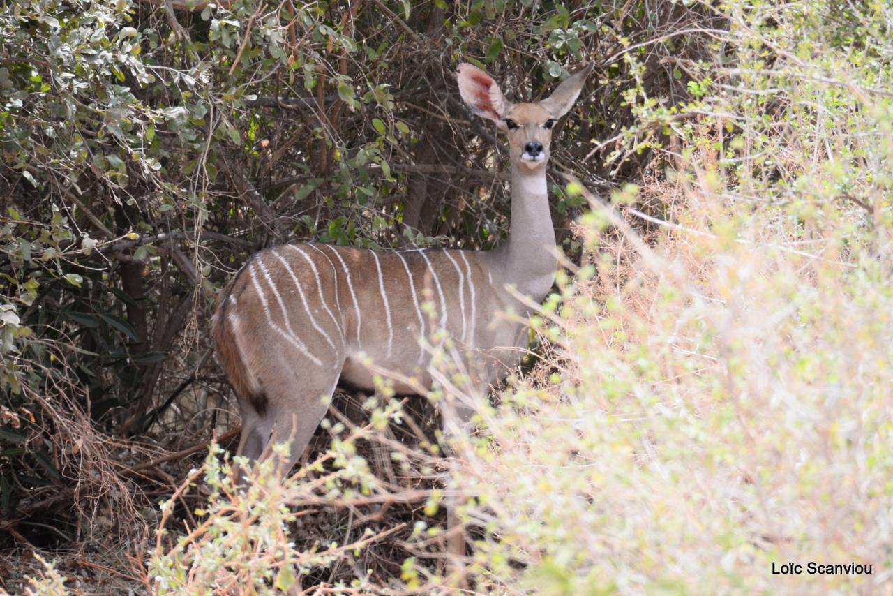 Peti Koudou/Lesser Kudu (1)