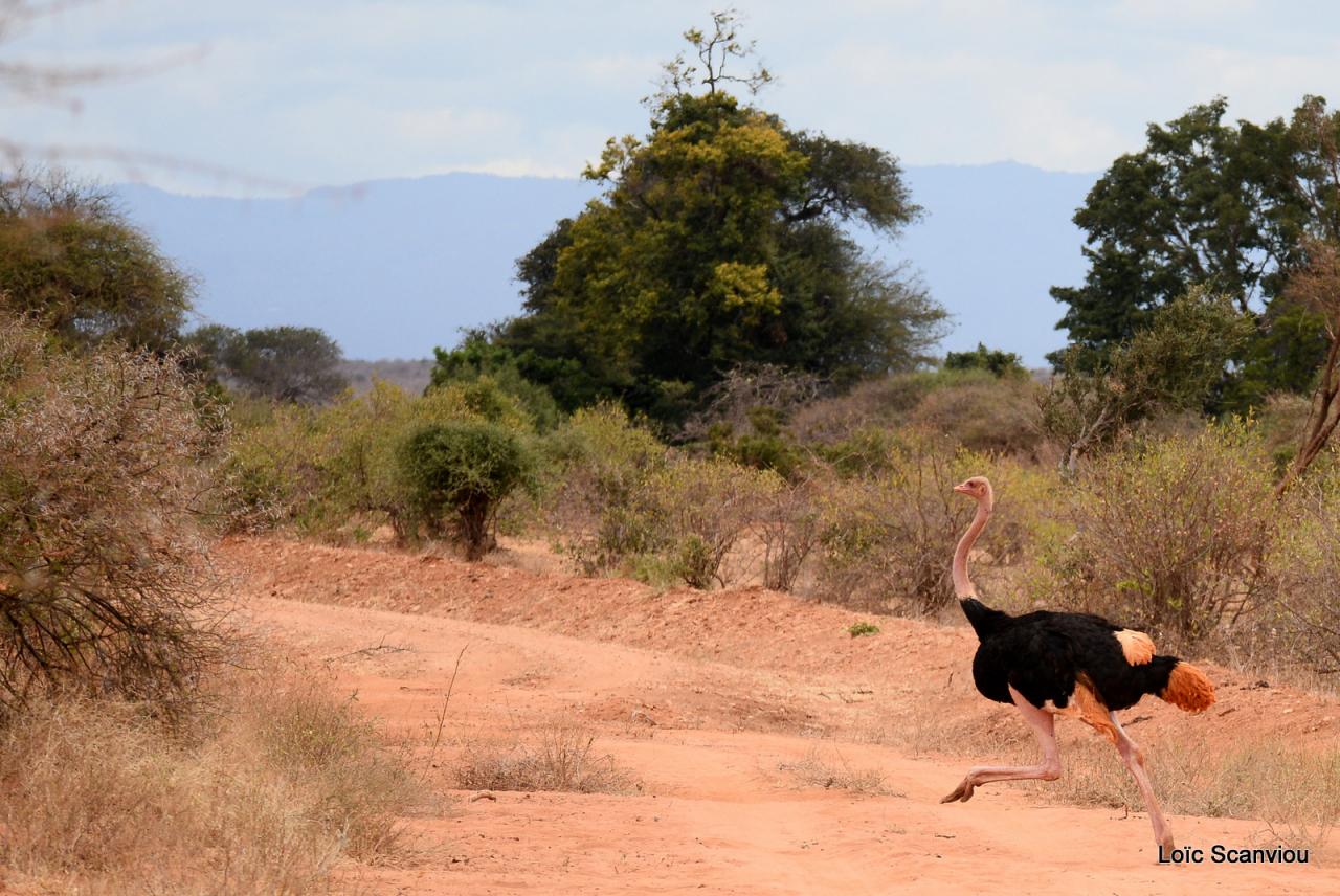 Autruche/Ostrich (3)