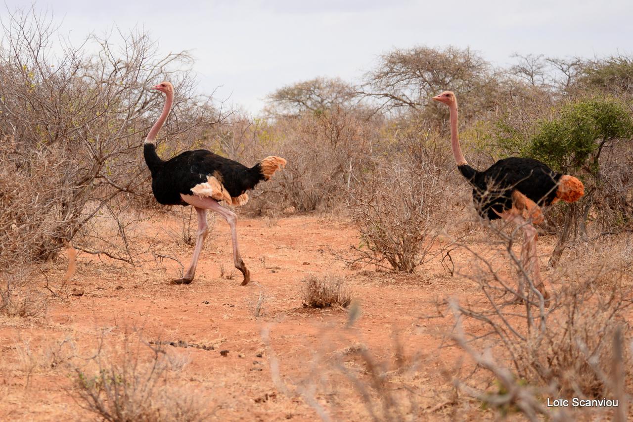 Autruche/Ostrich (4)