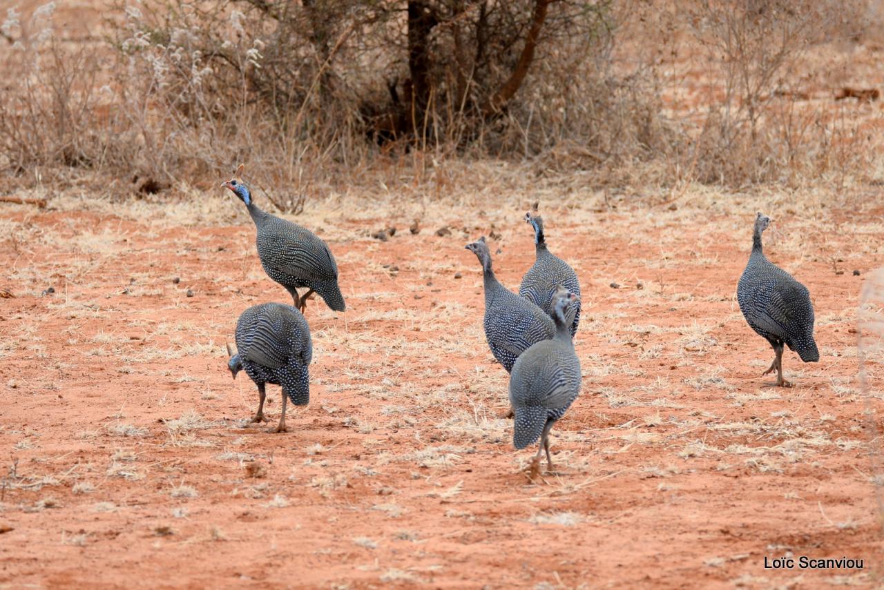Pintade de Numidie/Helmeted Guineafowl (1)