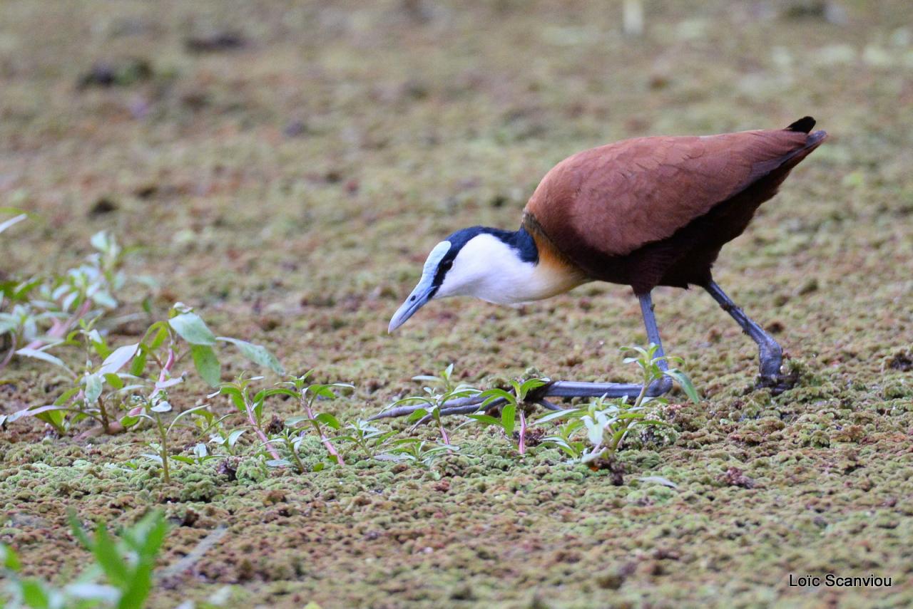 Jacana à poitrine jaune/African Jacana (1)