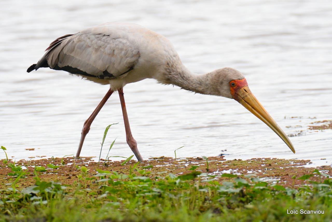 Tantale ibis/Yellow-billed Stork (1)