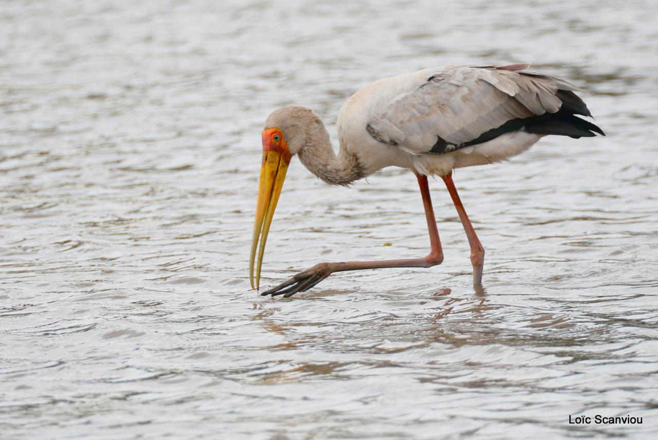 Tantale ibis/Yellow-billed Stork (2)