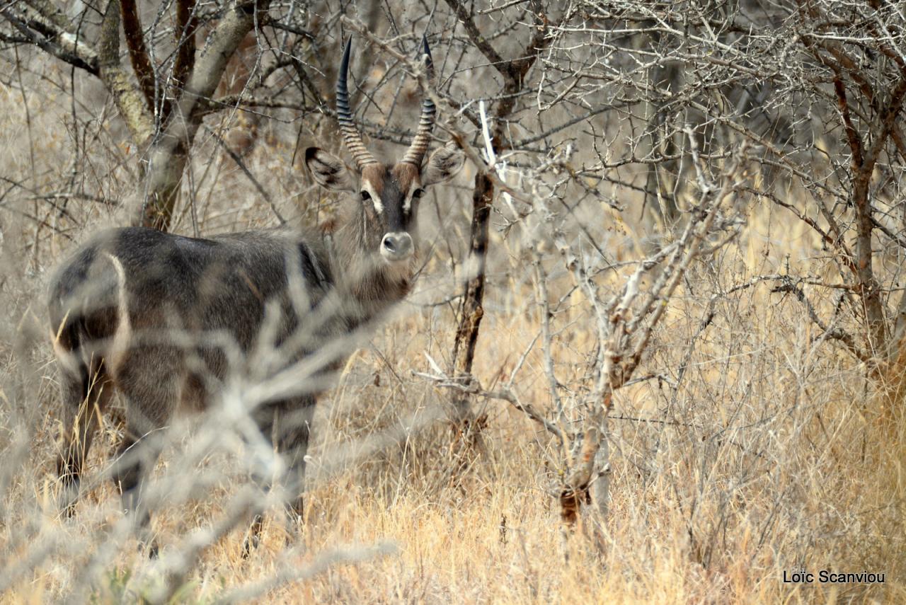 Cobe à croissant/Waterbuck (1)