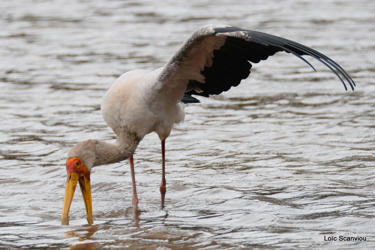 Tantale ibis/Yellow-billed Stork (3)
