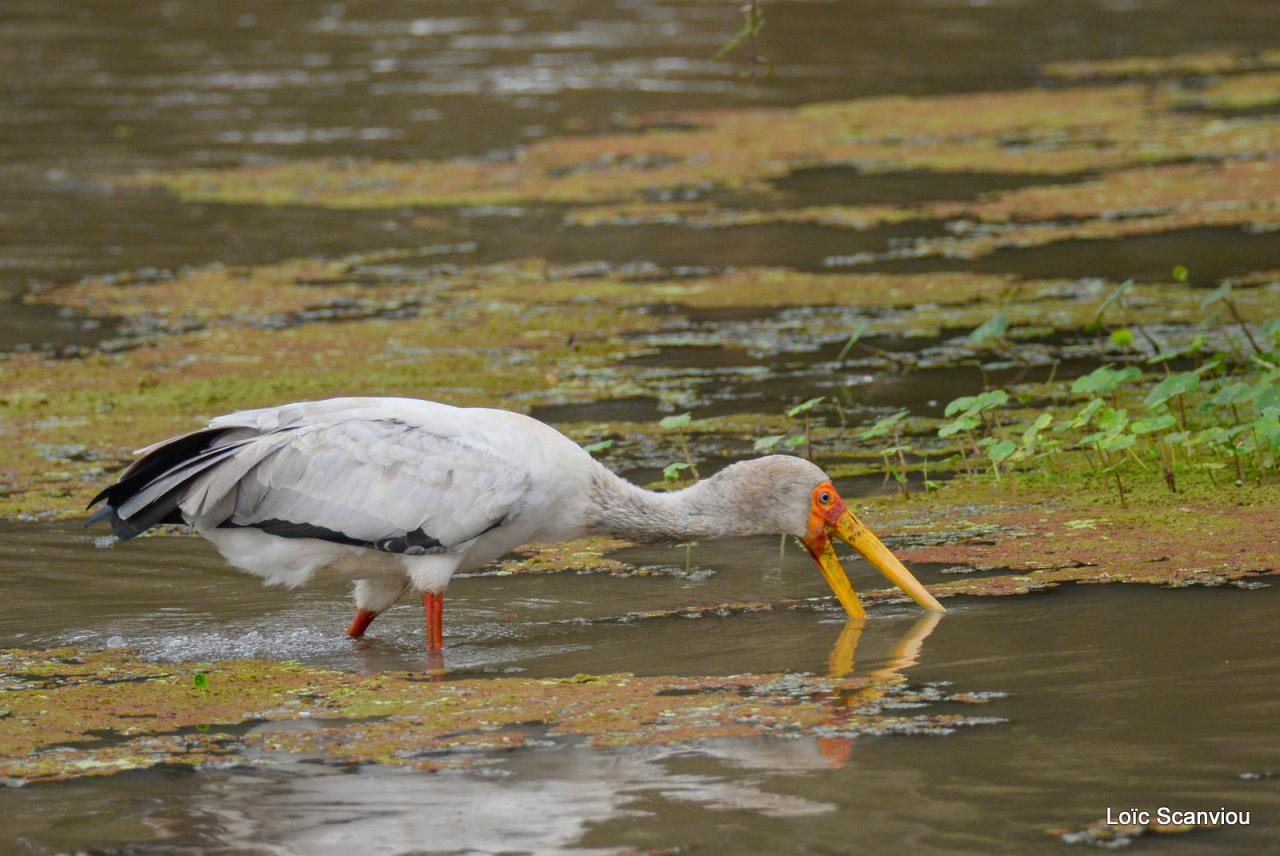 Tantale ibis/Yellow-billed Stork (4)