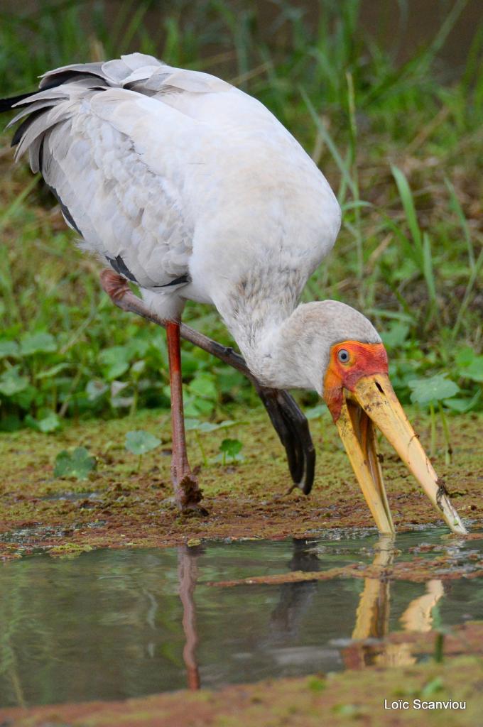 Tantale ibis/Yellow-billed Stork (5)