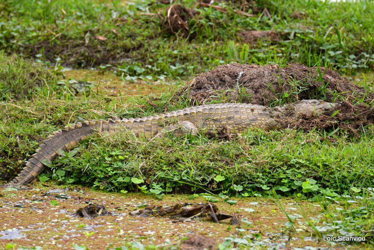 Crocodile (3)