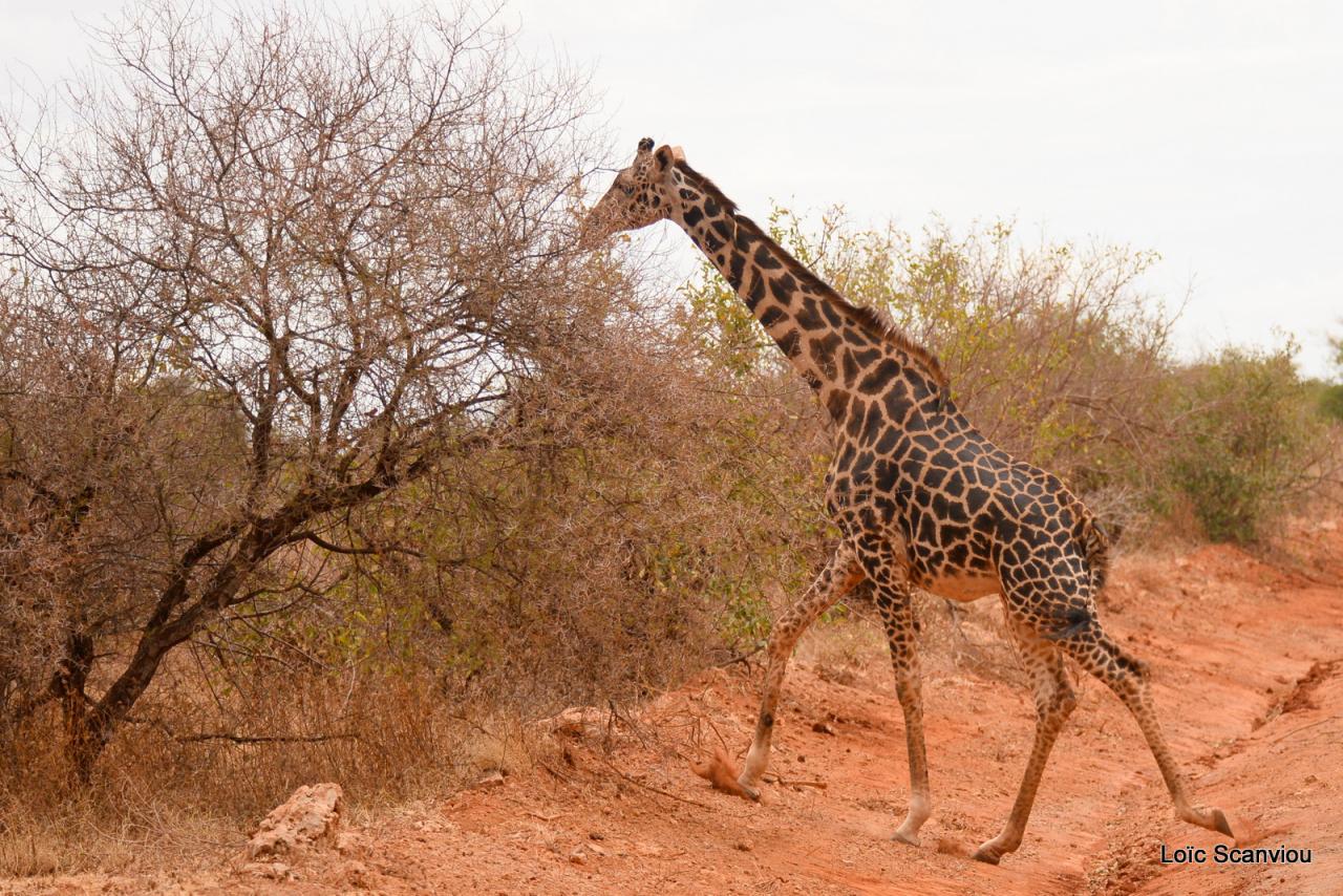 Girafe/Giraffe (7)