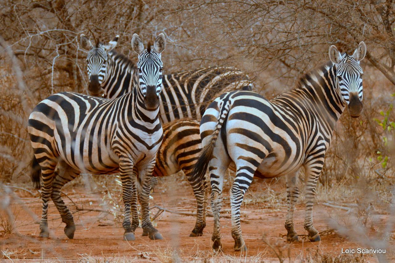 Zèbre/Zebra (9)