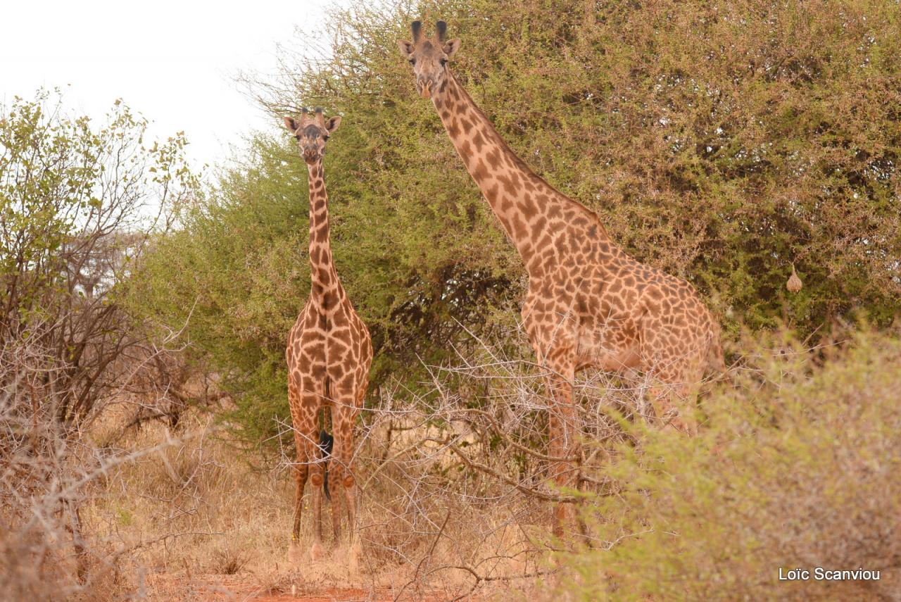Girafe/Giraffe (8)