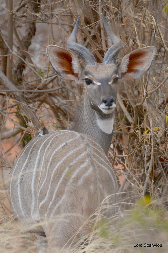 Peti Koudou/Lesser Kudu  (2)