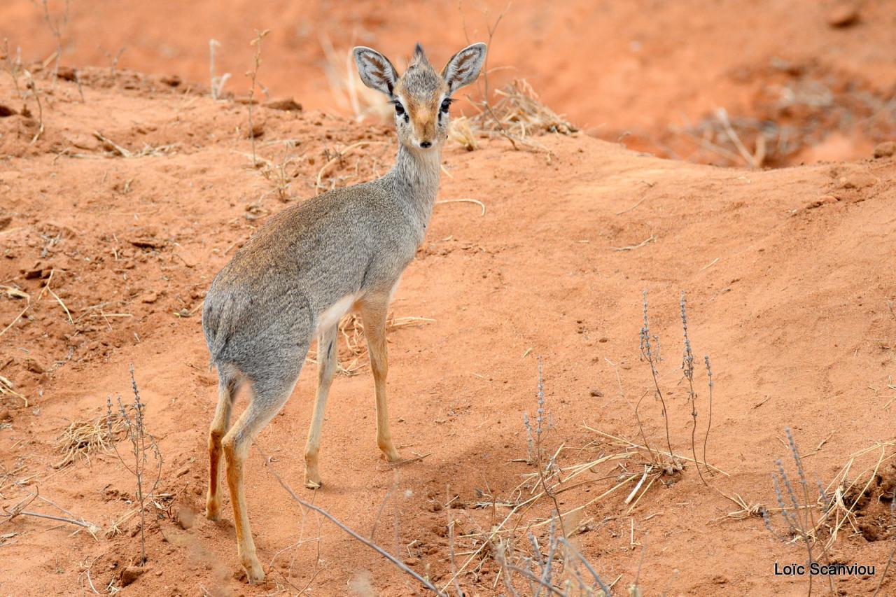 Dik-dik (1)