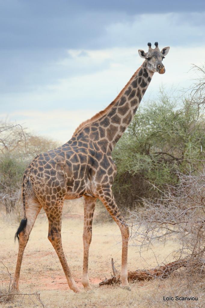 Girafe/Giraffe (9)