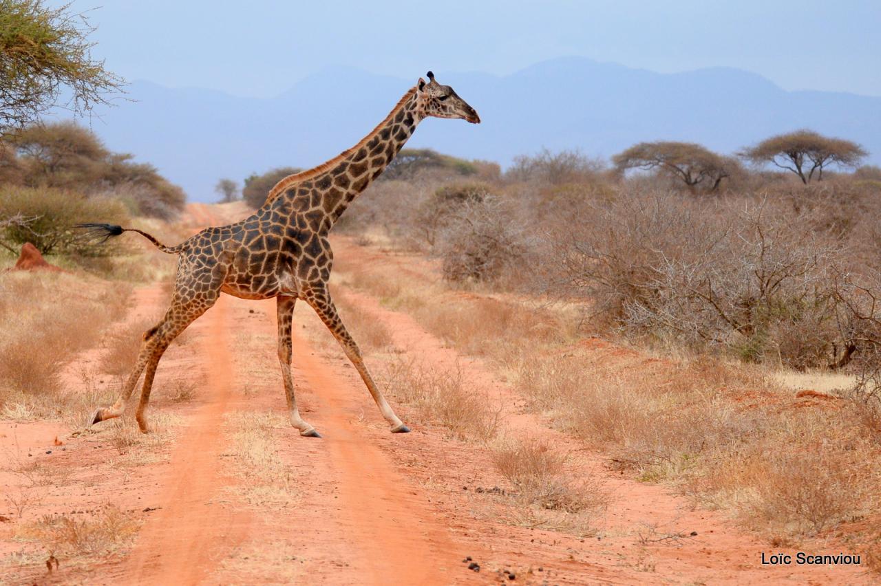 Girafe/Giraffe (10)