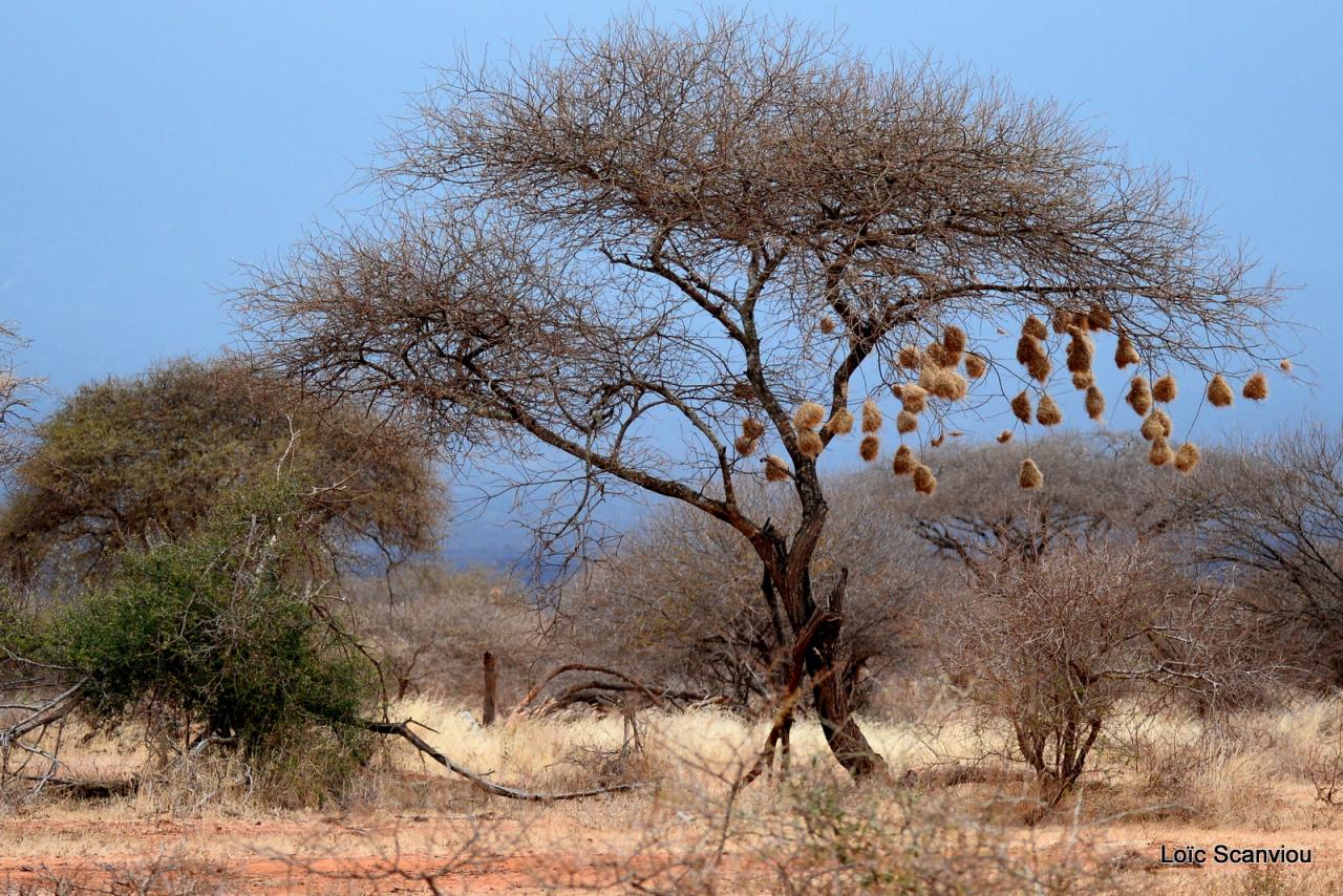 Tsavo West 