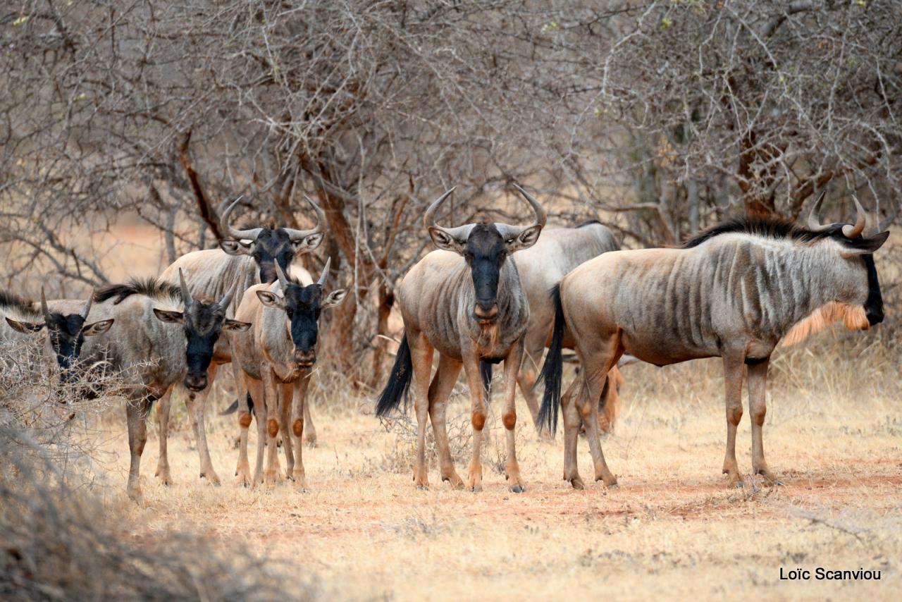Gnou/Wildebeest (3)