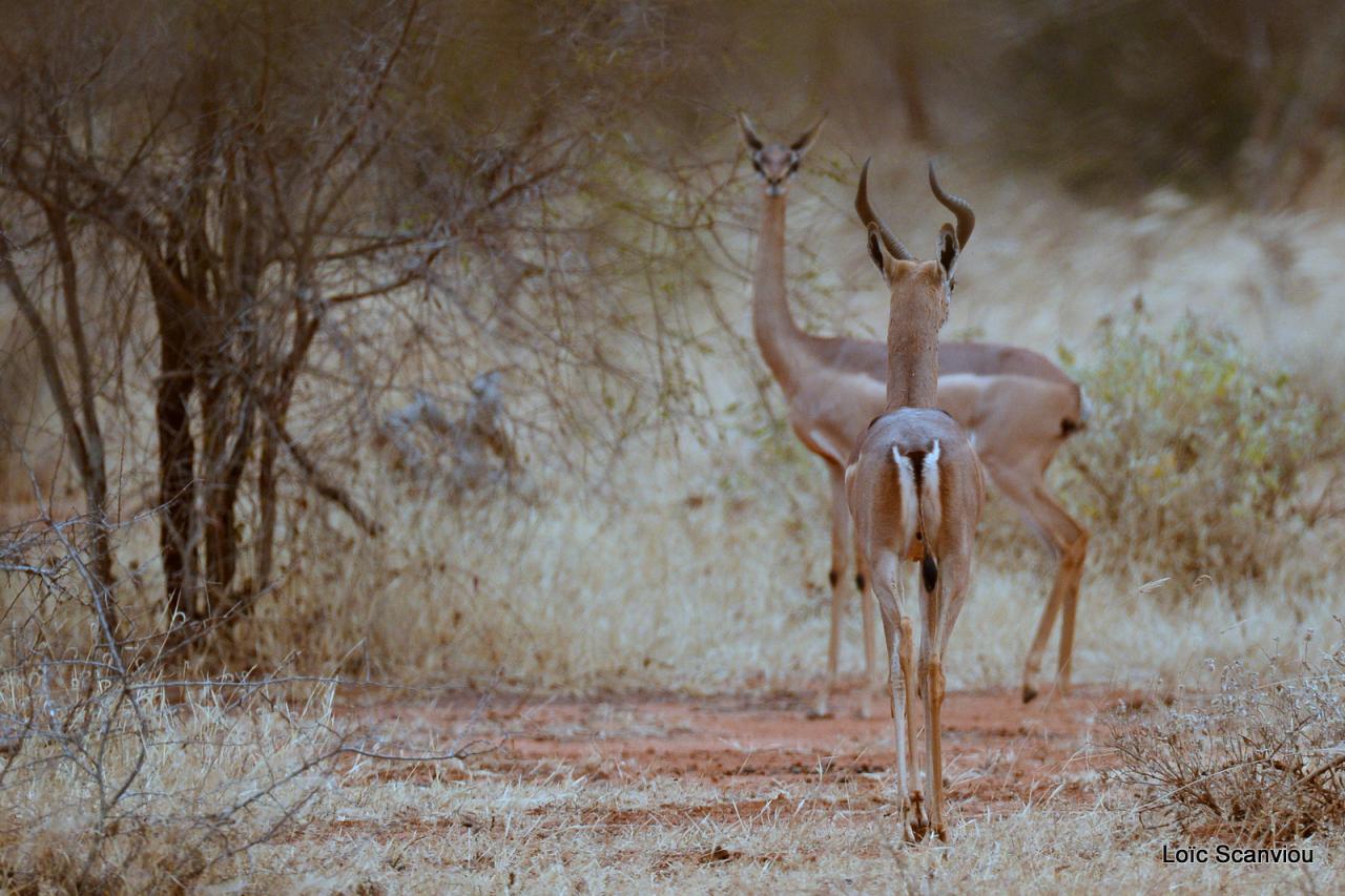 Gazelle de Waller/Gerenuk (1)