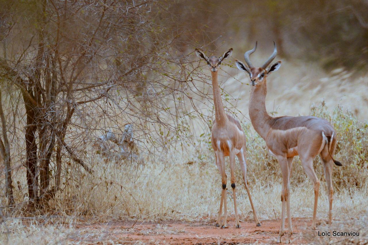 Gazelle de Waller/Gerenuk (2)