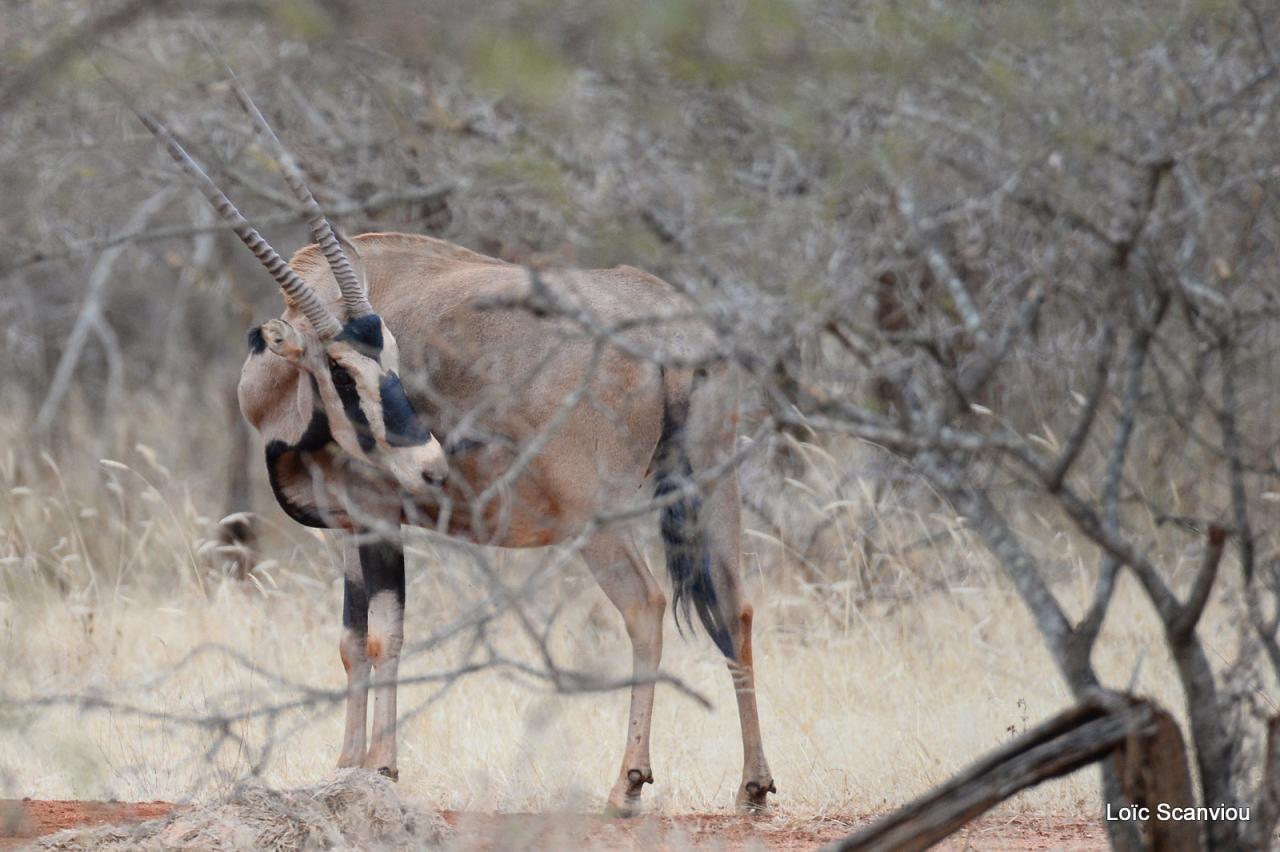 Oryx à oreilles frangées/Fringe-eared Oryx (4)