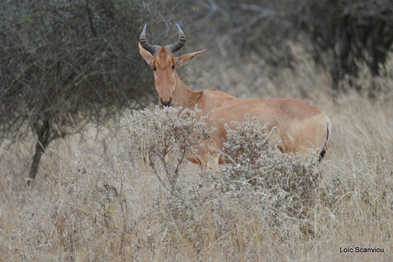 Bubale/Hartebeest (2)