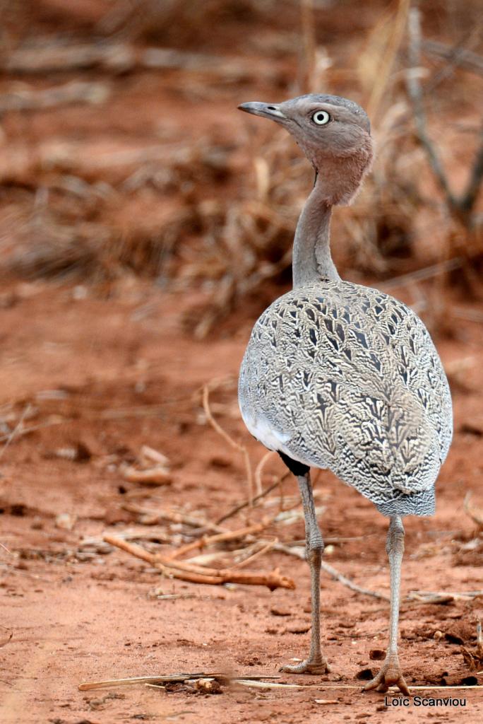 Outarde/Bustard (1)