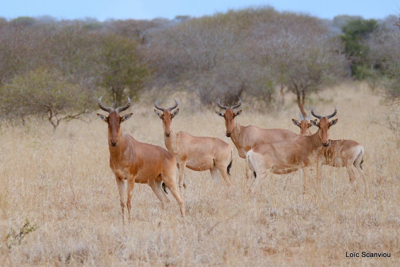 Bubale/Hartebeest (3)