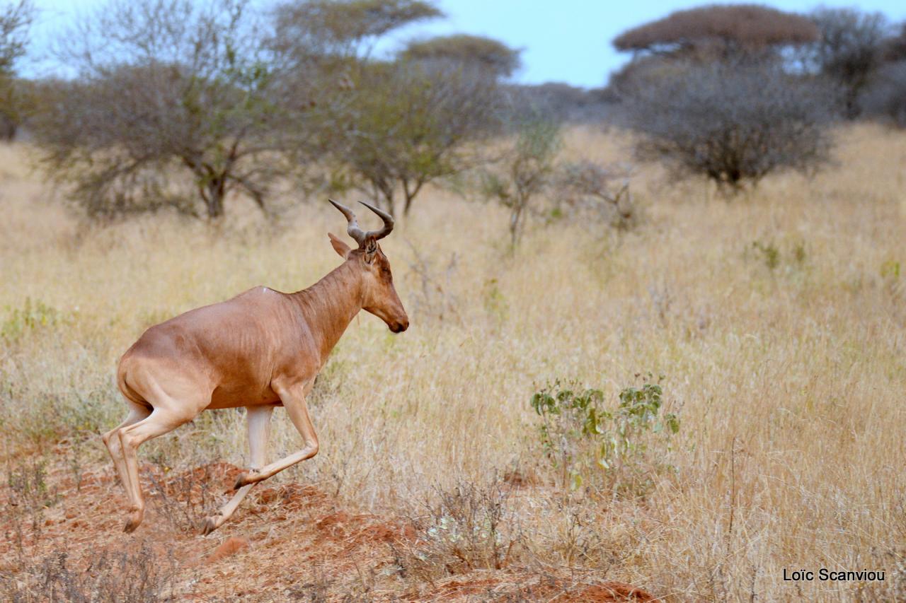 Bubale/Hartebeest (4)