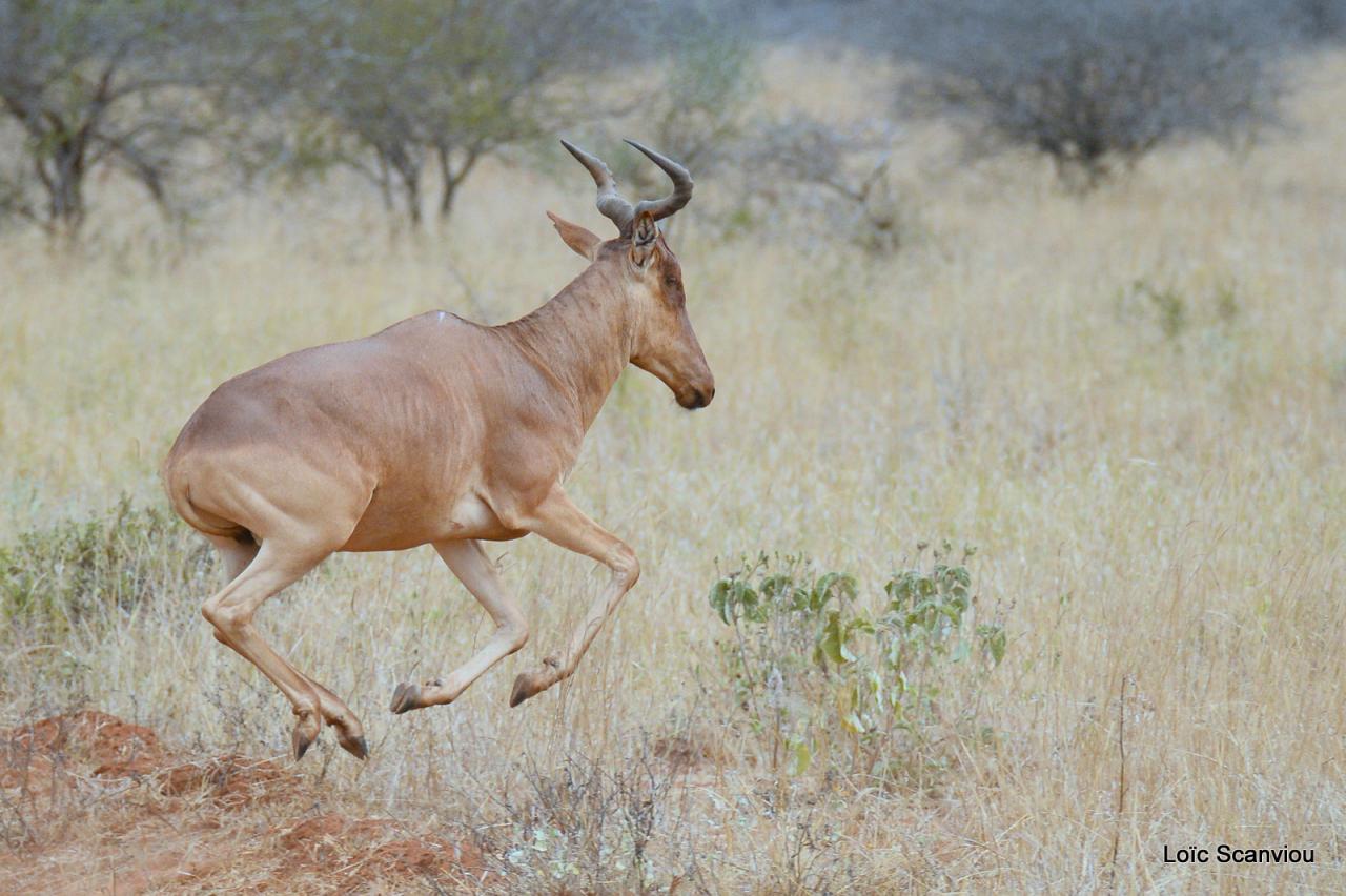 Bubale/Hartebeest (5)