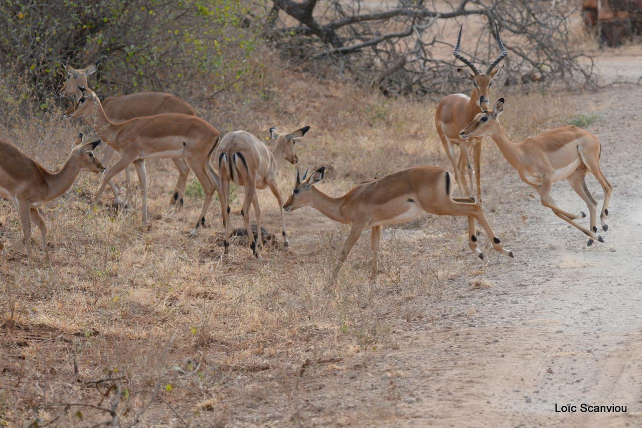 Impala (1)