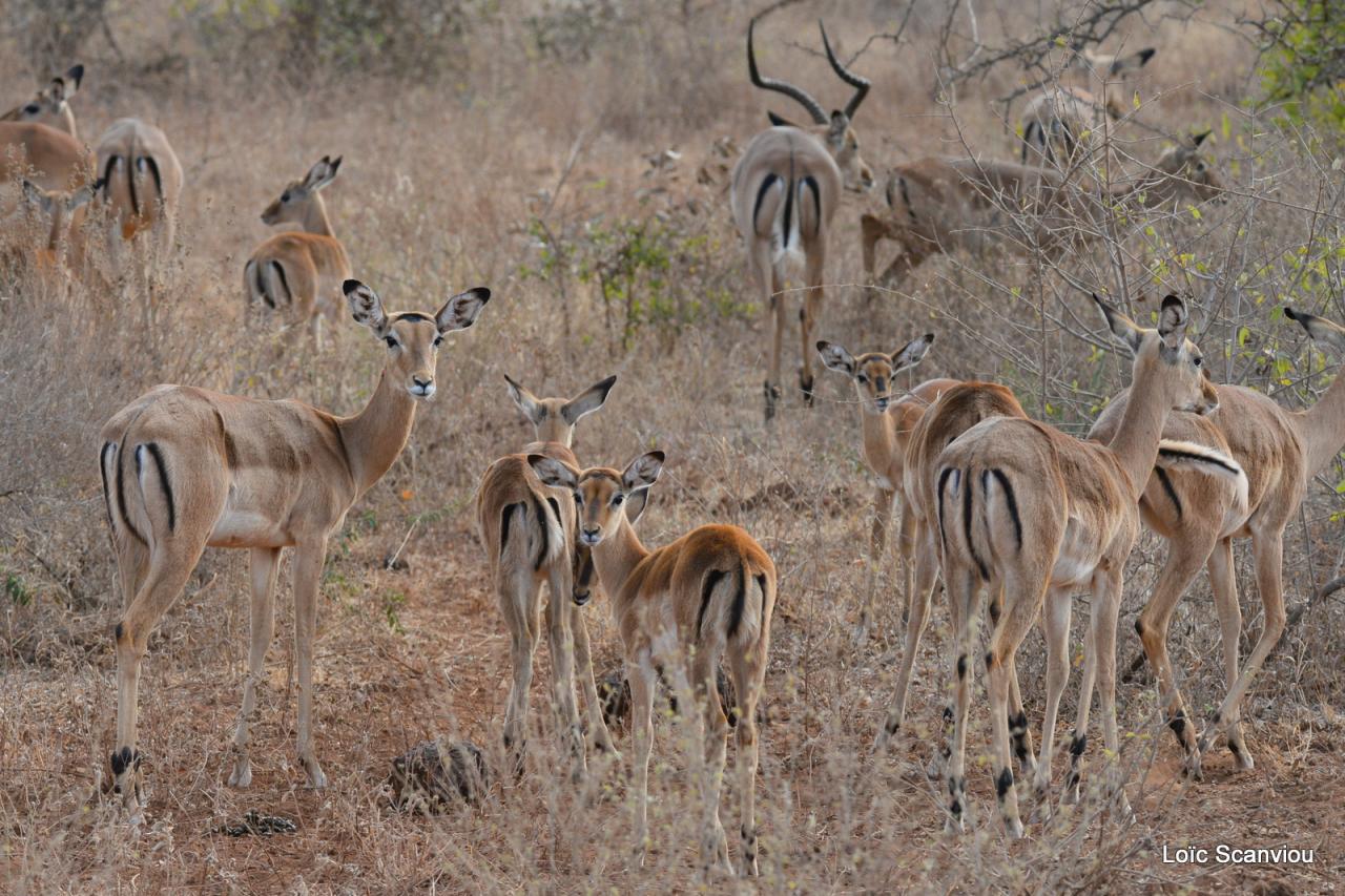 Impala (2)