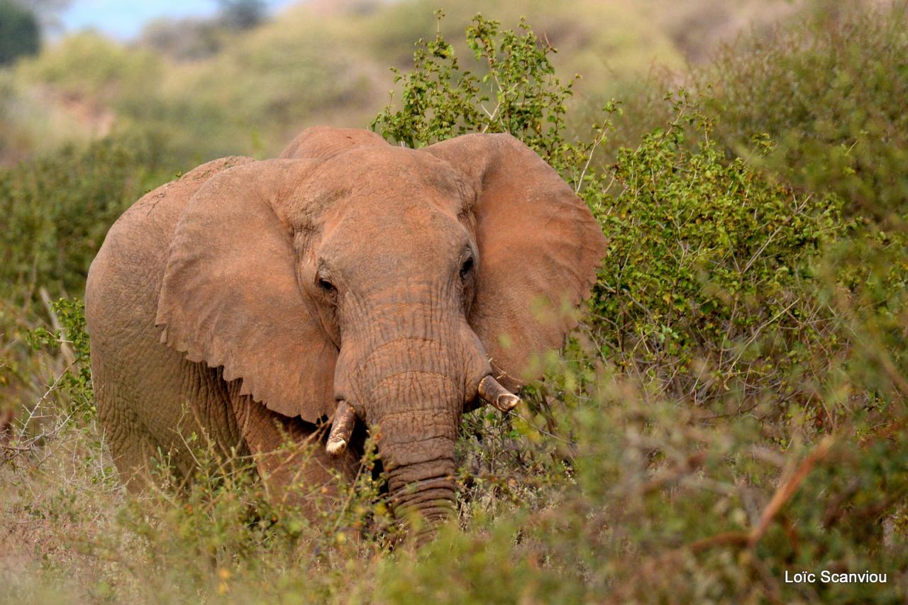 Eléphant (5)