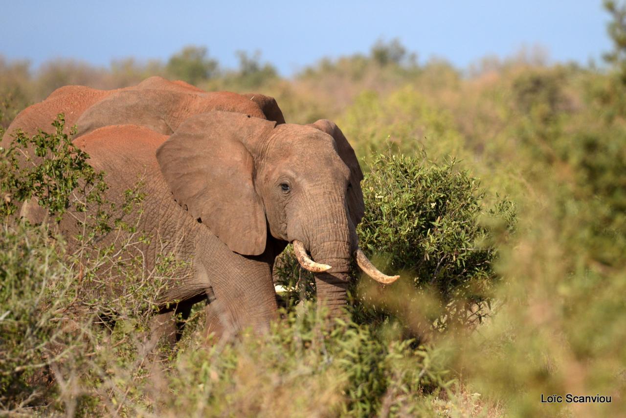 Eléphant (6)