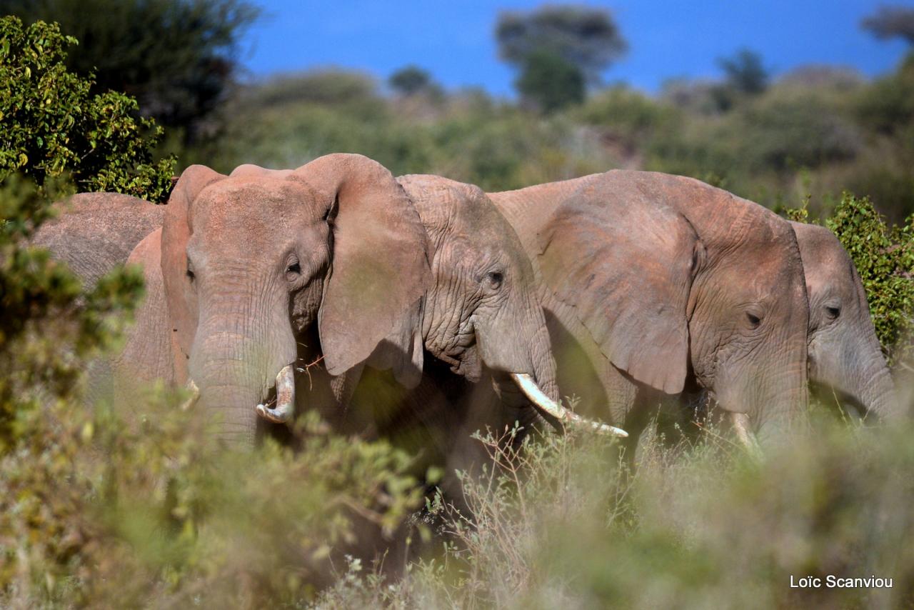 Eléphant (7)